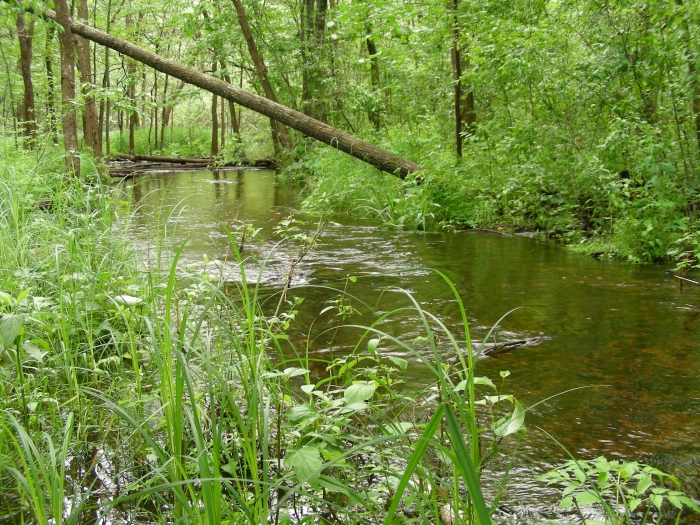 River seen from our trails